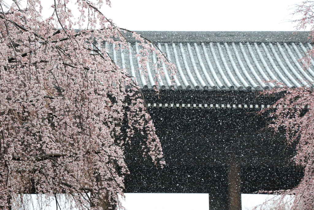 枝垂雪桜