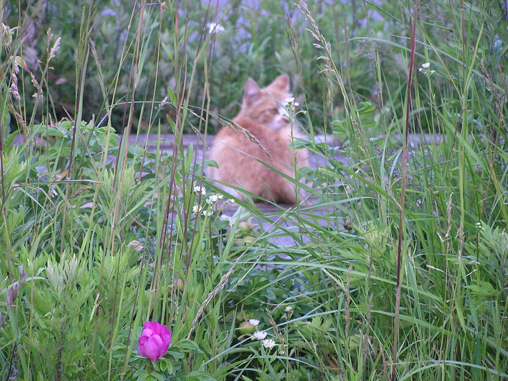 花とネコ