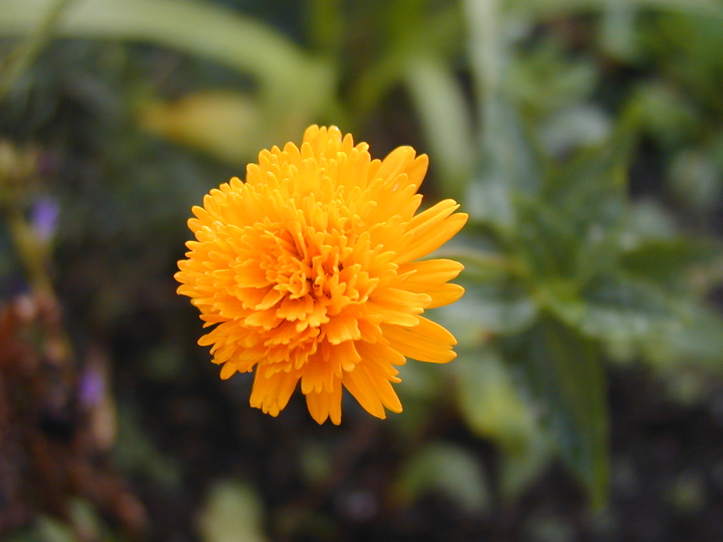 庭の花