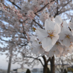 夕桜