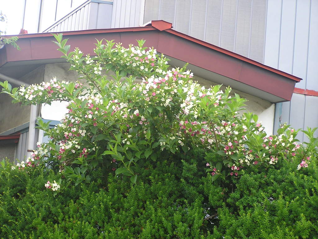 気になる花