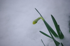 雪水仙