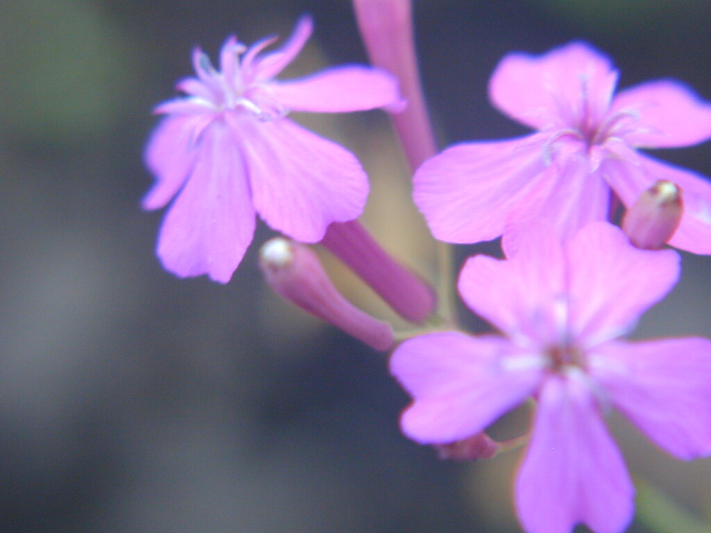 庭の花