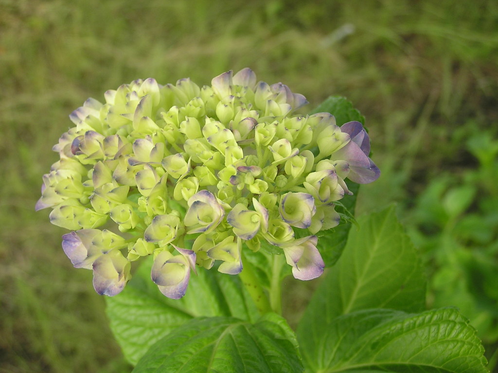 　紫陽花