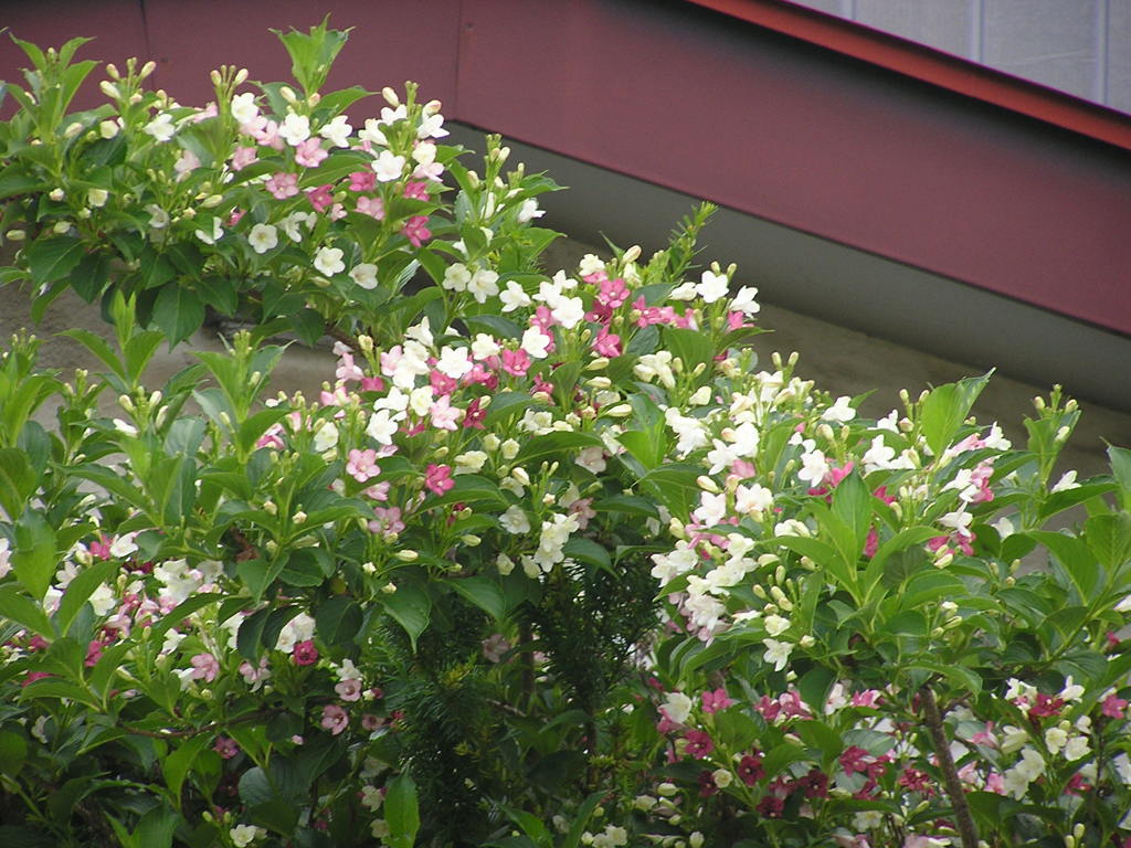 気になる花