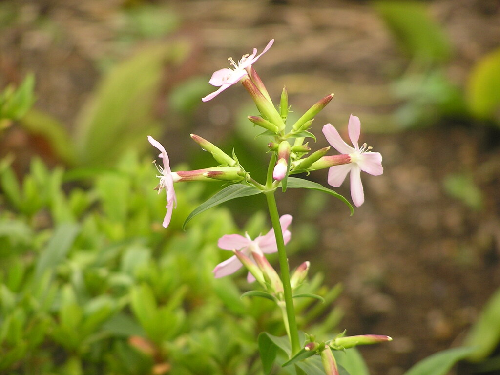 クロス