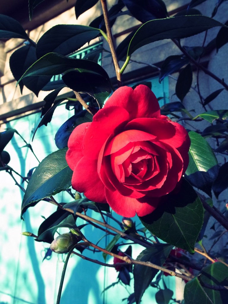 気取らない優美さ