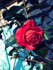 気取らない優美さ