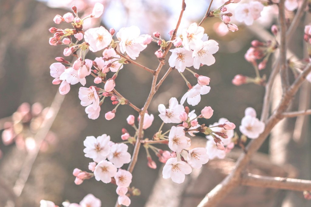 桜が咲きました