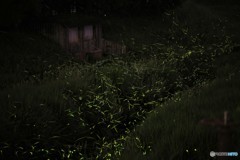 ホタルの季節になりました