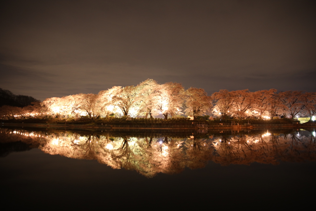 夜桜見物