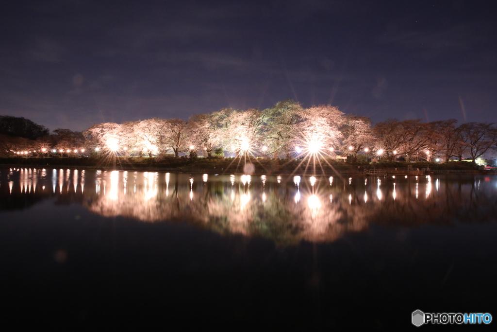 夜桜見物