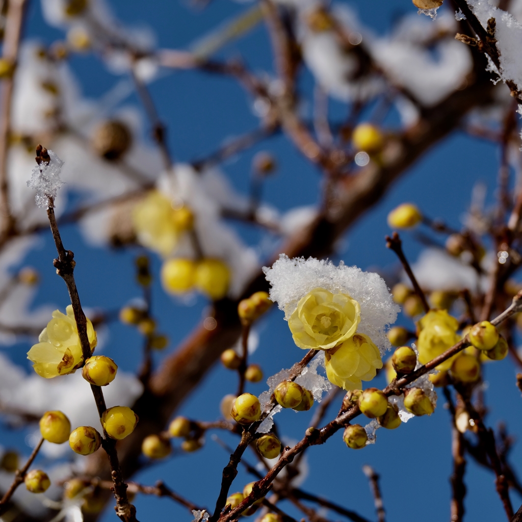 雪の蝋梅