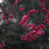夕陽の紅梅