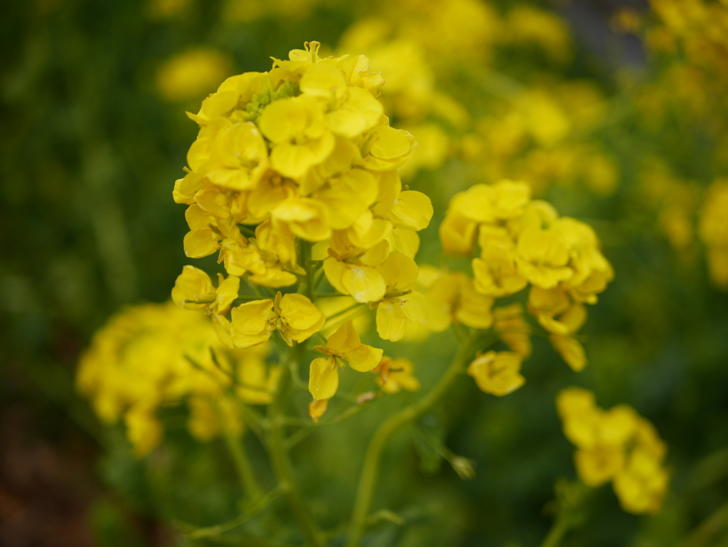 菜の花