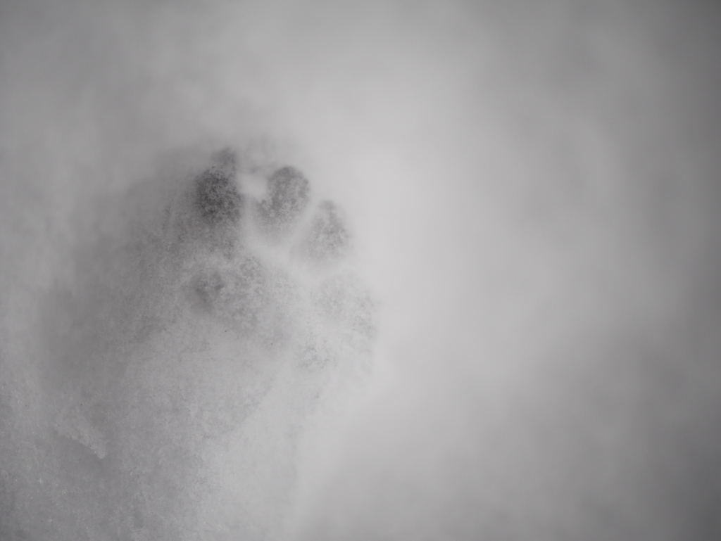 雪の日に