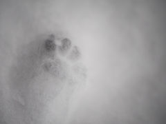 雪の日に