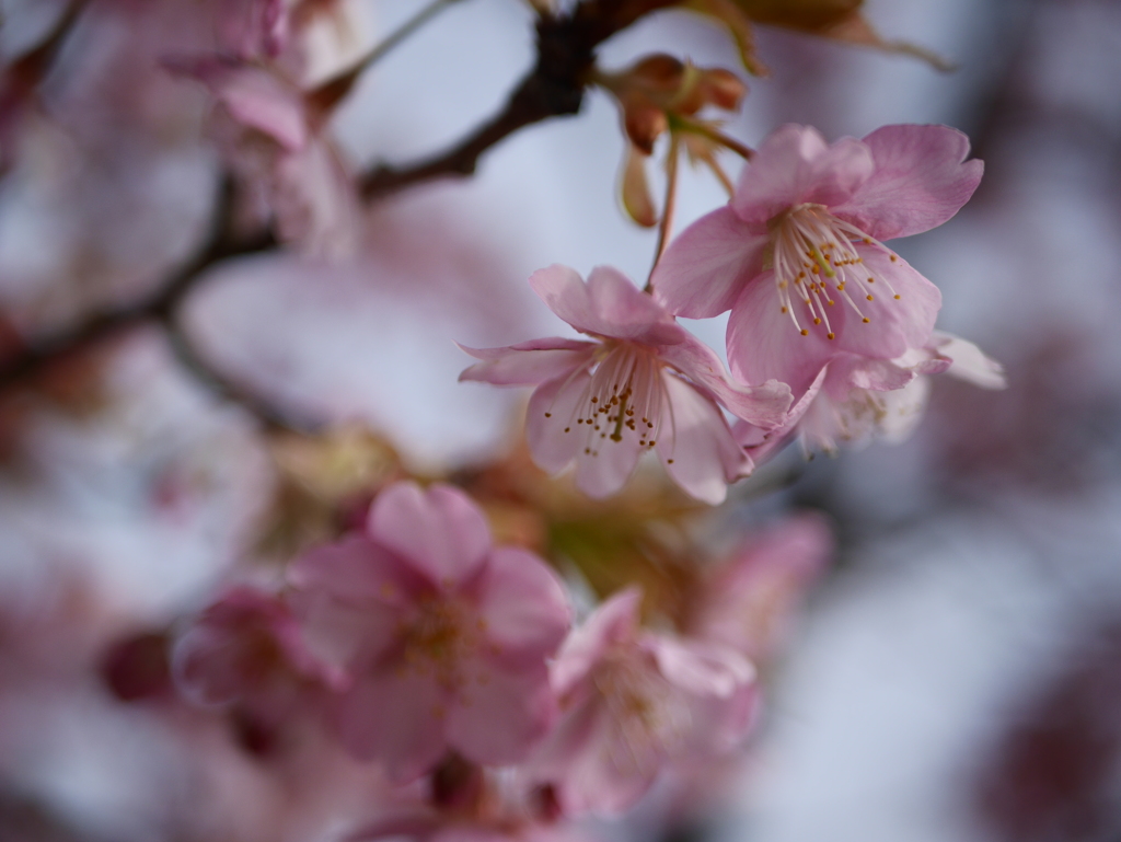 免々田川の河津桜