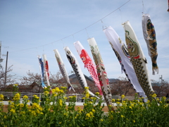 免々田川のこいのぼり