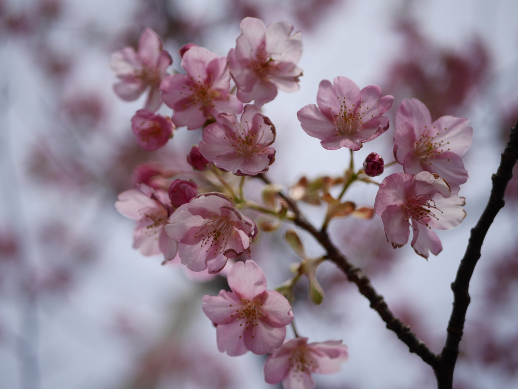 免々田川の河津桜2