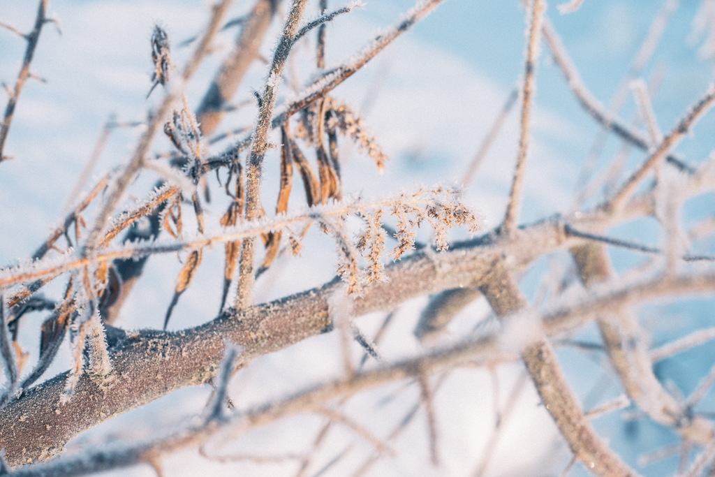 Winter Blue.