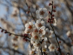 芽吹き