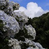 しろ、あお