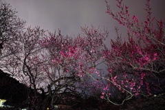 夜梅林