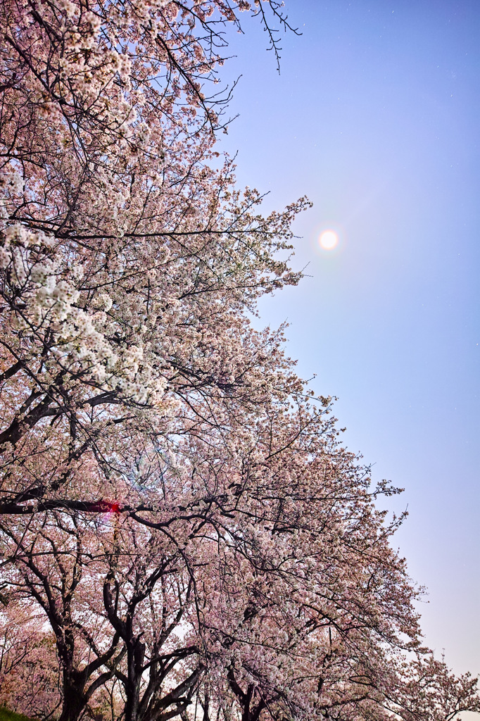 吉見町で月と桜と。
