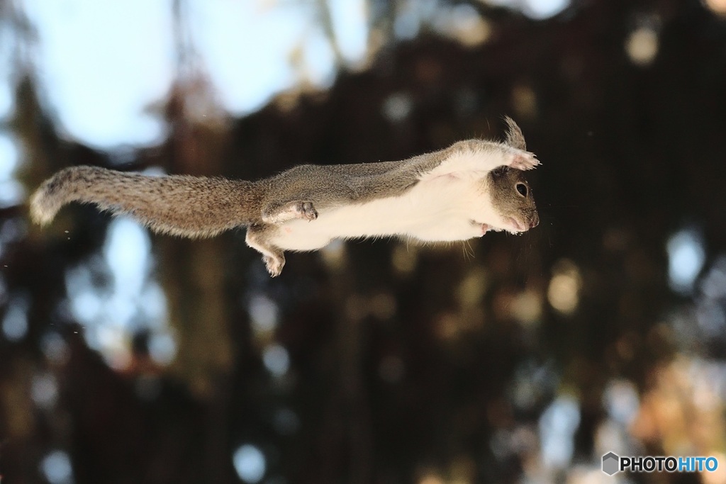 飛ぶなら^^こうだよ^^