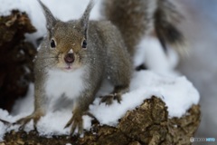 寒いのは^^これからだよ^^