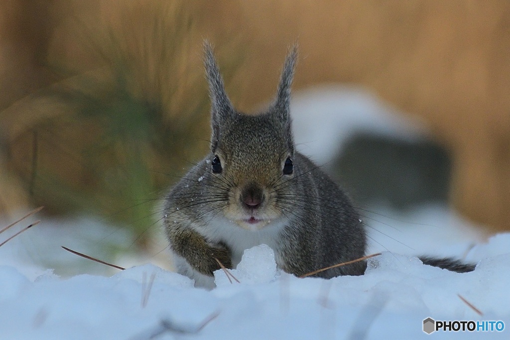 ねえ^^こっちに^^おいでよ^^