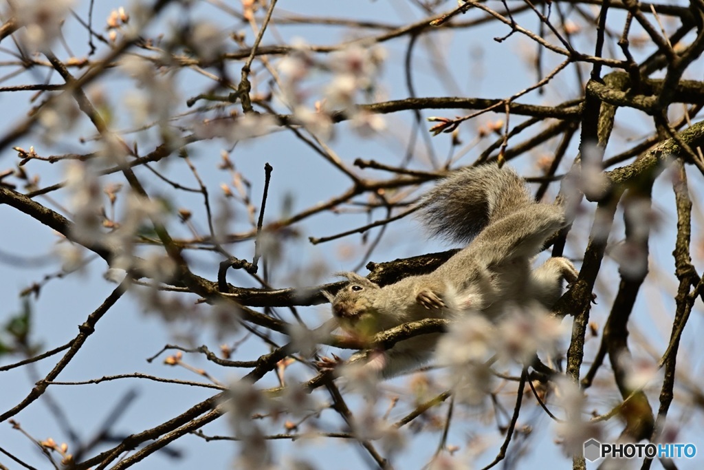 花見より^^食べ物さがし^^