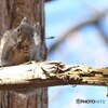 お食事中