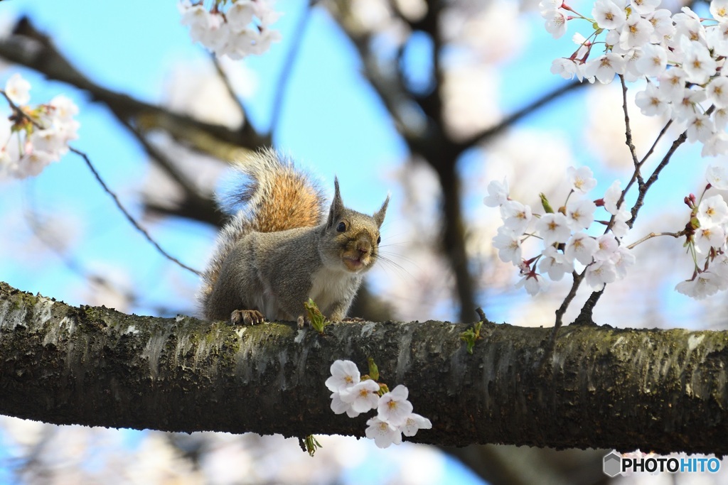 桜満開になりました=^^=