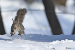 雪の中から