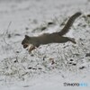 雪でーす！