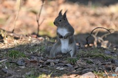 土の上だゼィ！