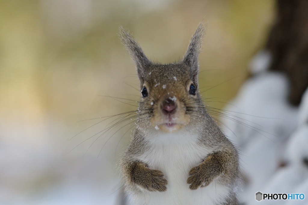 寒いのは^^へっちゃらだよ^^