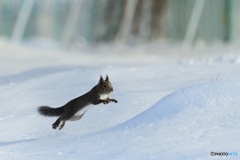 新雪にー^^ジャーンプ^^