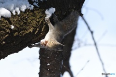 雪の中から