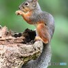 食べて　食べて　食べて　ばっかり！