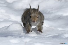 来たよー（２月）