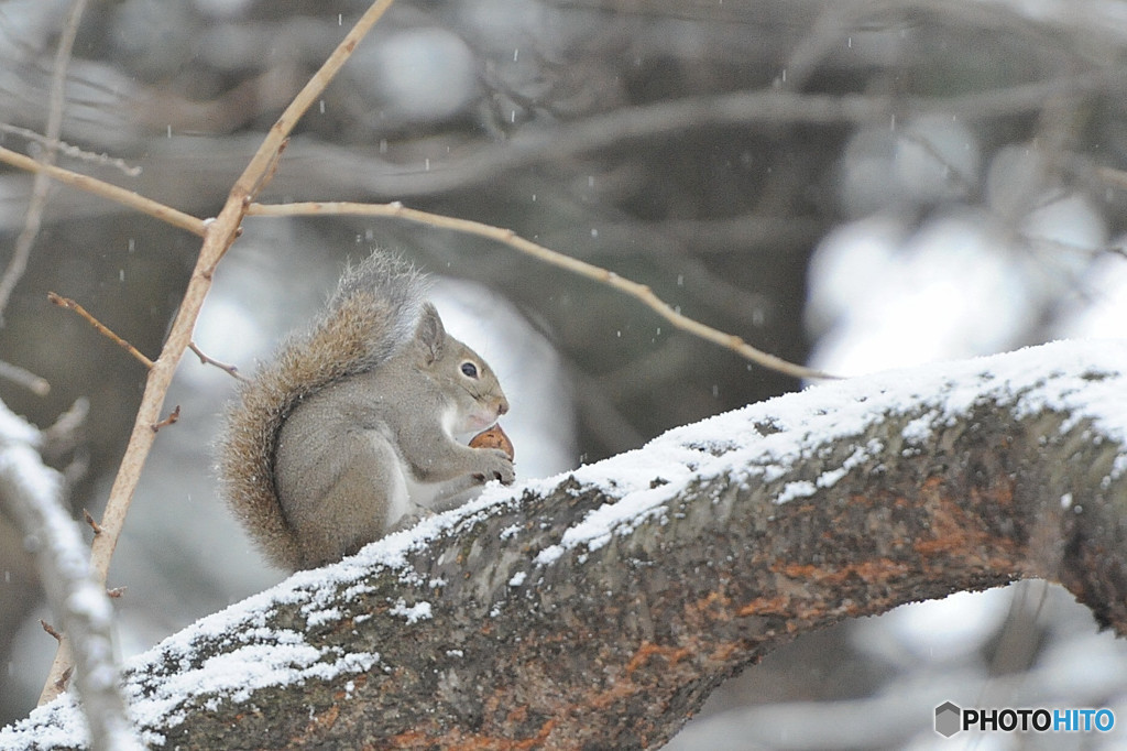 師走初日「雪だよ！」