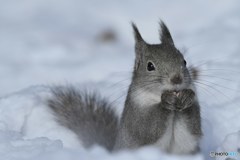 いい雪（ゆ）だーな！