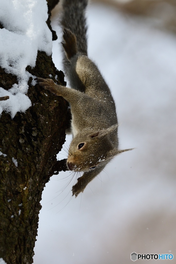 今日は^^リスの日でーす^^