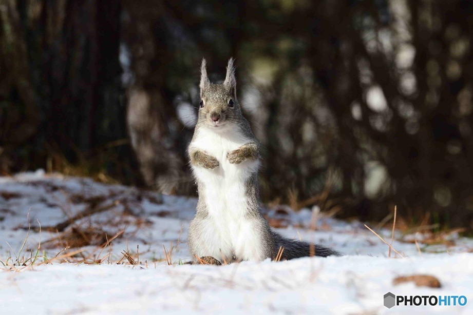 やっぱり^^雪すくない^^