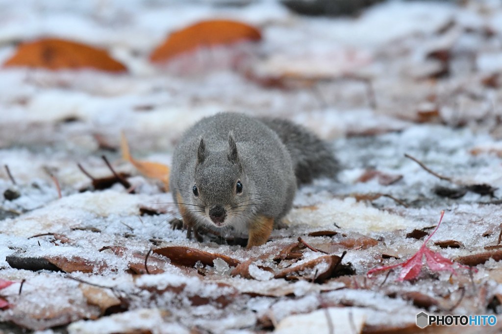 【初雪だよ！】