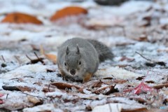 【初雪だよ！】