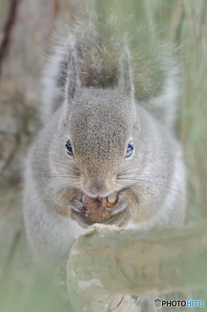 食べる